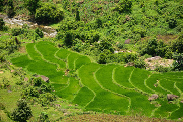 Terraced rice field in Northwest Vietnam