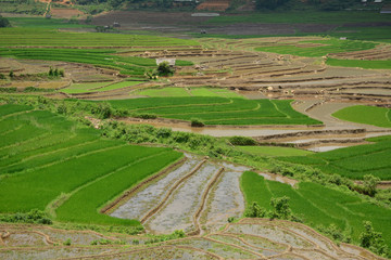 Fototapeta na wymiar Terraced rice field in Northwest Vietnam