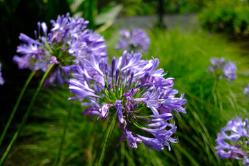 purple flower