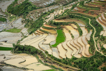 Terraced rice field in Northwest Vietnam