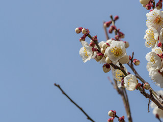 白い梅の花