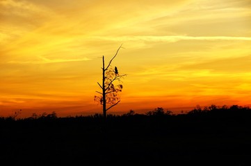 Fototapeta na wymiar silhouette at sunset of a bird on a tree