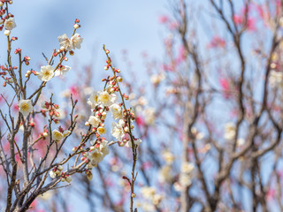 白い梅の花