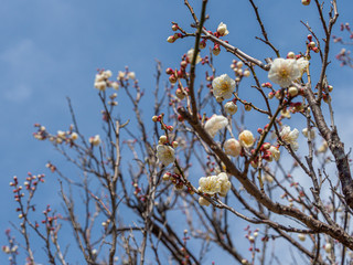 白い梅の花