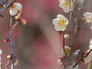 白い梅の花