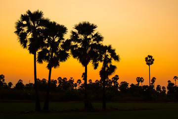silhouette sugar palm tree