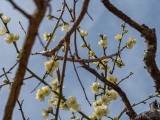 白い梅の花