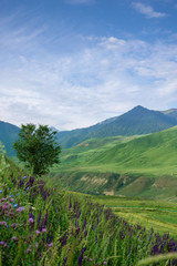 Natural scenery of green alpine meadows in mountain ranges with blue sky