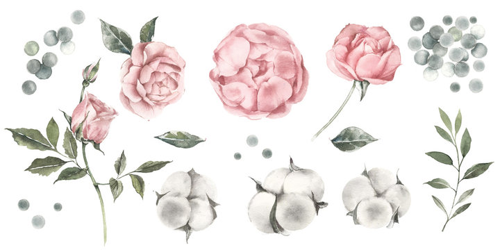 Set of watercolor illustrations of peonies, roses and cotton buds. Color pastel peach.