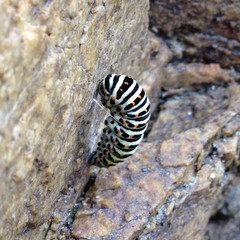 snail on rock