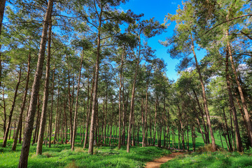 A forest with tall pine trees.