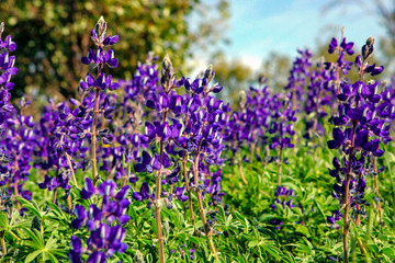 Purple iris garden in the spring. Iris sibirica. Field of beautiful purple flowers  with green stems.