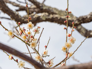 白い梅の花