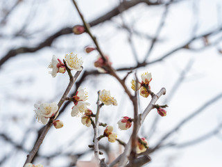 白い梅の花