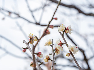 白い梅の花