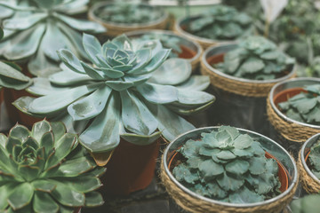 Plenty of succulent pots on wooden table. Home garden