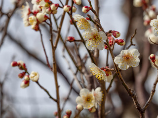 白い梅の花
