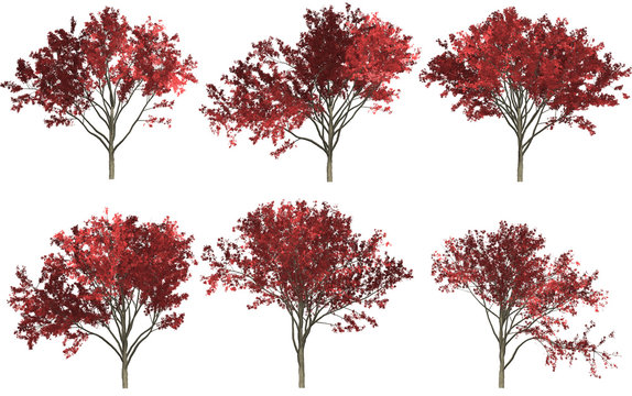 Trees set isolated on white background in autumn season. High-quality free stock image collection acer tree red, orange, yellow leafy isolated on white background. Good design elements, illustration