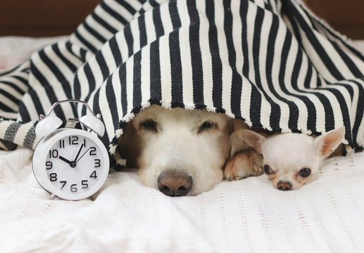 Close up image of golden retriever and chihuahua dog lying down in bed under black and white stripes blanket with white alarm clock beside them.