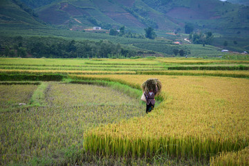 Fototapeta na wymiar Farmers harvesting rice on the field