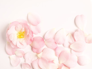 pink camellia petals on white background.