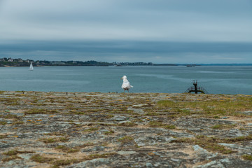 A gull looking at the sea