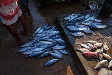 sale of fish in Sri Lanka fish market, the fish lies on the tile, right at the feet, tuna. Asian...