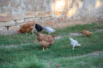 Mixed chicken and rooster in the backyard, farm living, brown, black birds, rural scene