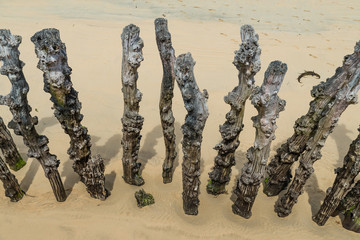 Old Stakes on the beach of St Malo,  Brittany, France - obrazy, fototapety, plakaty