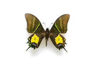 beautiful butterflies in the white background