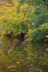 紅葉が映り込む池