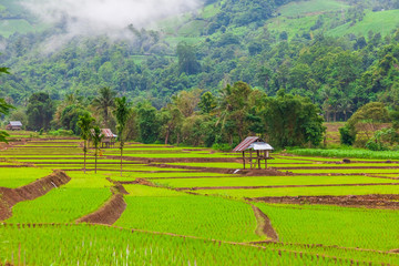 View of rice terrace at The Mae La Noi Royal Project, An agricultural tourist attraction during the rainy season in Thailand.