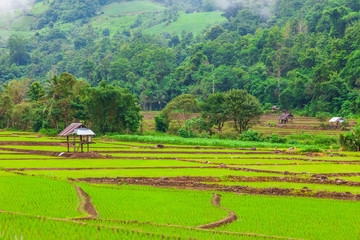View of rice terrace at The Mae La Noi Royal Project, An agricultural tourist attraction during the rainy season in Thailand.