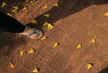 Yellow flowers on the road