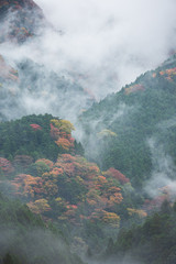 Fototapeta premium 雨霧と紅葉