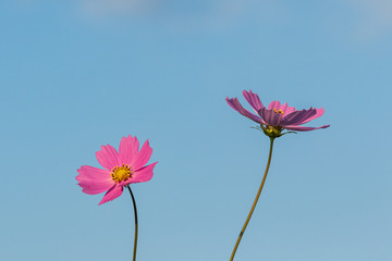 2輪のコスモス