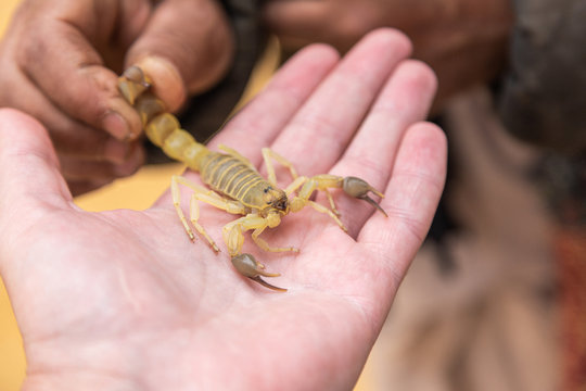 Closeup view of man holding big dangerous alive scorpion on hand. Horizontal color photography.