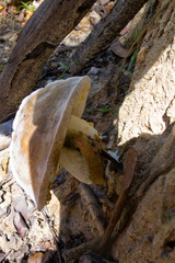 Closeup of strange fungi near Kuranda in Tropical North Queensland, Australia