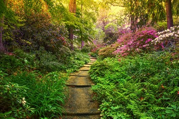 Pathway Through Azaleas