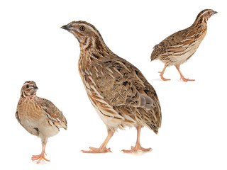 Obraz premium Collage of three Wild quail, Coturnix coturnix, isolated on a white background