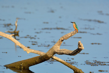 A Kinfisher - Alcedo atthis, Greece