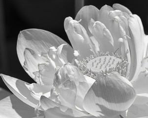Water Lotus in Black and White