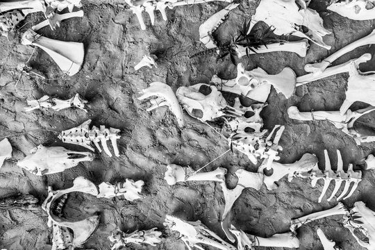 Closeup top view of many real bones and sculls of dead animals laying on ground. Scary and spooky photo background. Horizontal top view flat lay black and white photography.