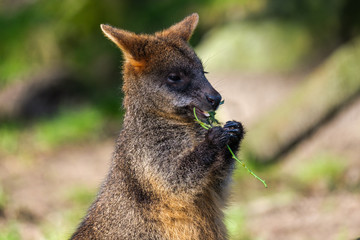 Naklejka premium Portrait of a cute wallaby eating a rose branch