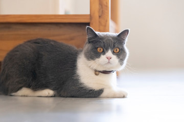 Cute British shorthair cat, indoor shot