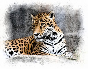 Posing Leopard for Wall Art