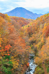 Colorful autumn landscape in urabandai mountain, Fukushima, Japan.