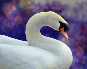 Obraz premium Study of a Mute Swan