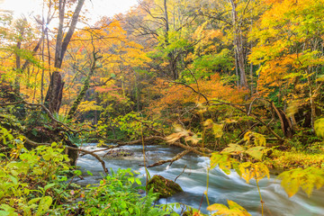Oirase Stream in autumn at Towada Hachimantai National Park in Aomori, Tohoku, Japan