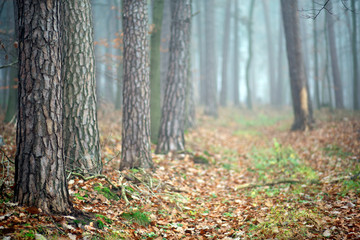 Winter woods on a foggy day in Franconia, Germany as Christmas approaches